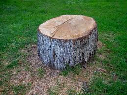Best Tree Health Inspection  in Hollis, OK