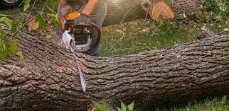 Best Tree Removal  in Hollis, OK