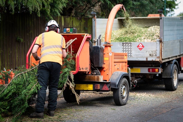 Best Leaf Removal  in Hollis, OK