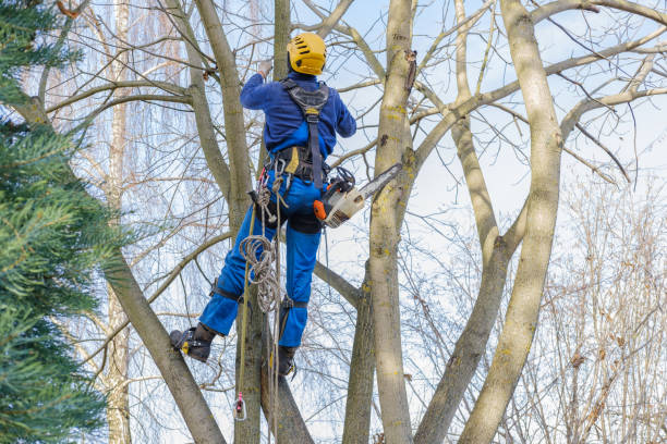Best Lawn Maintenance Plans  in Hollis, OK