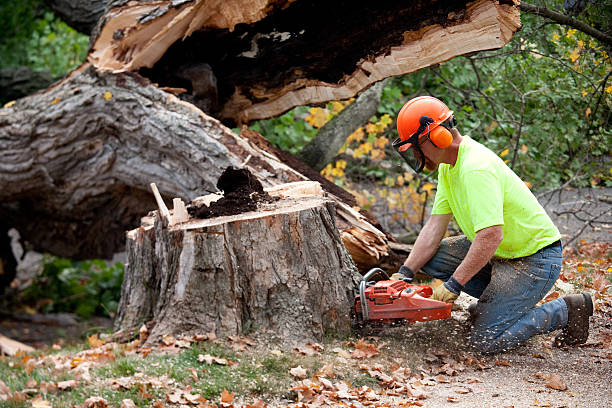 Best Hazardous Tree Removal  in Hollis, OK
