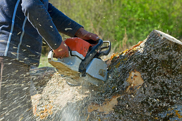 Best Palm Tree Trimming  in Hollis, OK