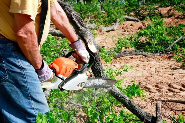 Best Emergency Tree Removal  in Hollis, OK