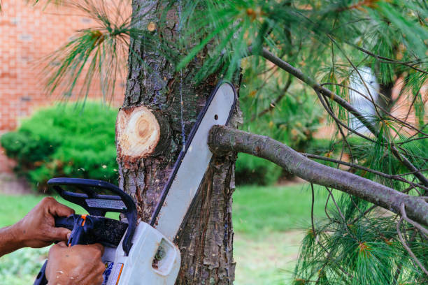 Hollis, OK Tree Services Company